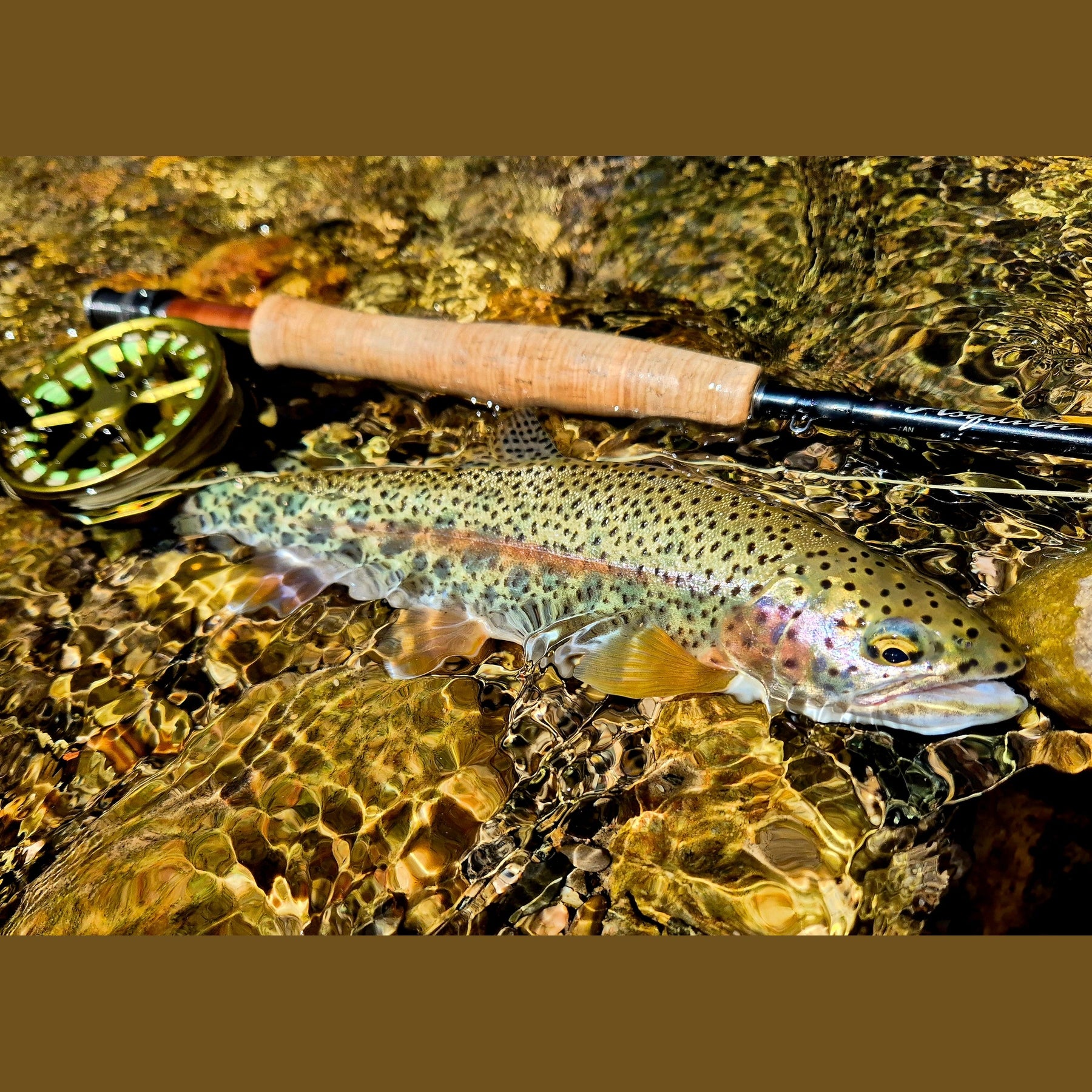 best fly fishing rods australia Gloomis Asquith Fly Rod