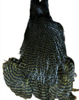 Ewing Hen Cape Grizzly Olive australia nz