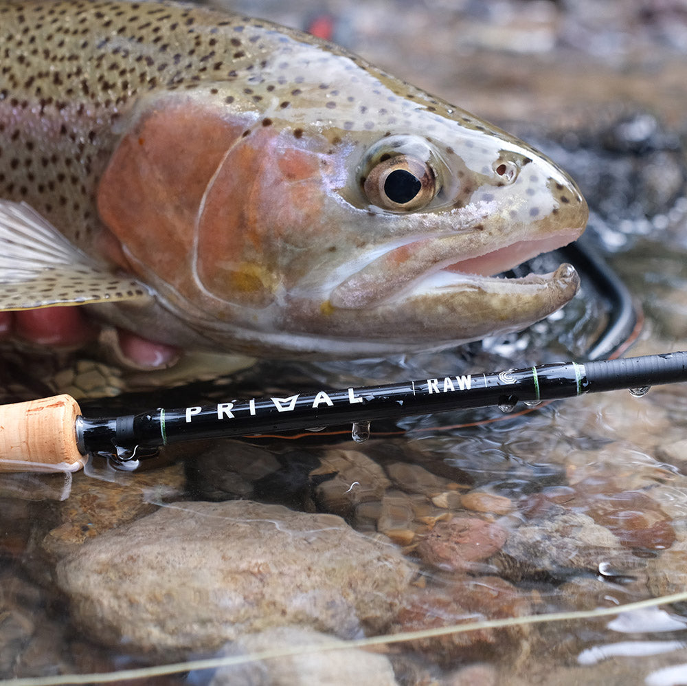 Fishing Gear Primal Raw Fly Rod Review Primal RAW Fly Rods
