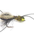 Spider mudeye fly Australia New Zealand