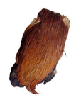 Indian Cock Cape - Veniard Ginger Australia NZ