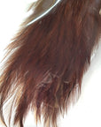 CDL half cape brown Australia NZ