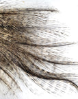 Coq-de-leon CDL Tailing Dark Pardo Australia