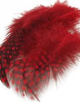 Guinea Body Feathers - Wapsi Australia