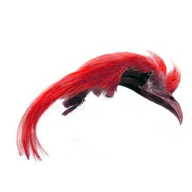Veniard Golden Pheasant Tippet (Goldfasan Tippet) Von Marios