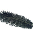 Ostrich Plumes - Wapsi Australia