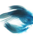 Teal Barred Flank - Wapsi