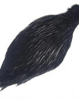 Chinese Cock Cape Black Veniard Australia