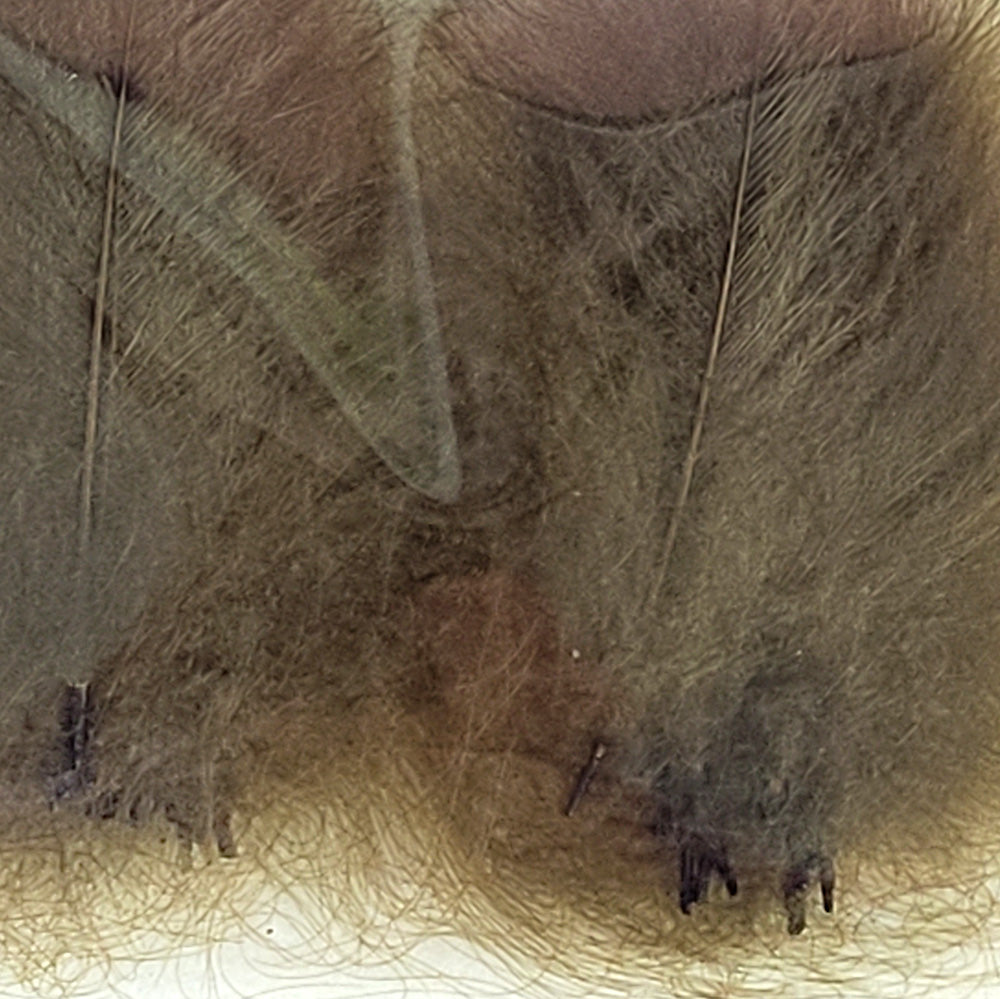 CDC Premium feathers 50 pack Australia New Zealand Fly tying