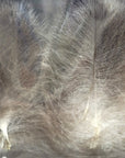 CDC Premium feathers 50 pack Australia New Zealand Fly tying