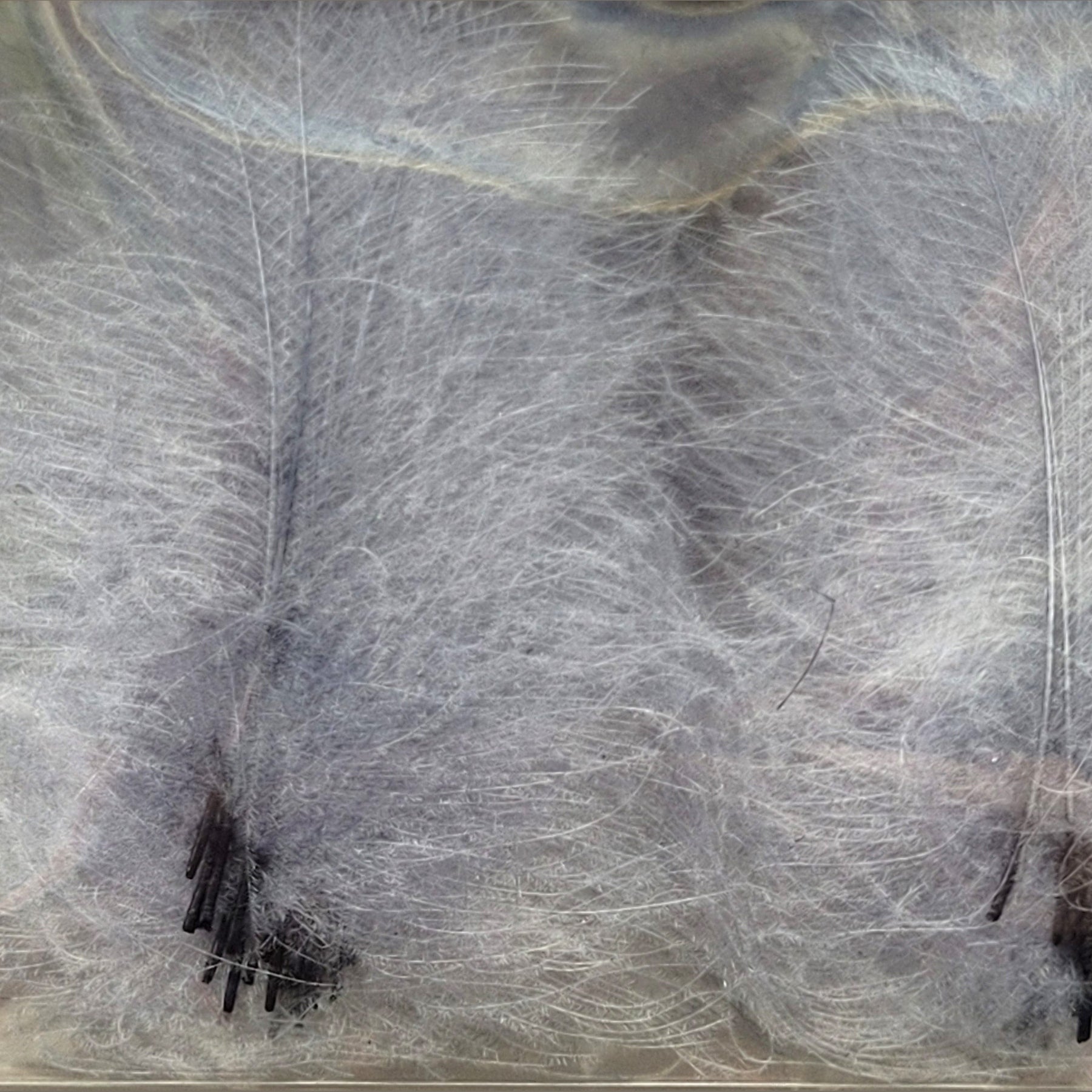 CDC Premium feathers 50 pack Australia New Zealand Fly tying