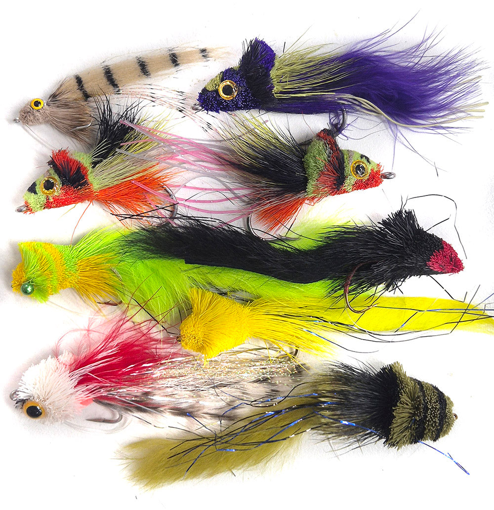 Bass, Cod, Saratoga, Barramundi Dahlerg Diver Australia