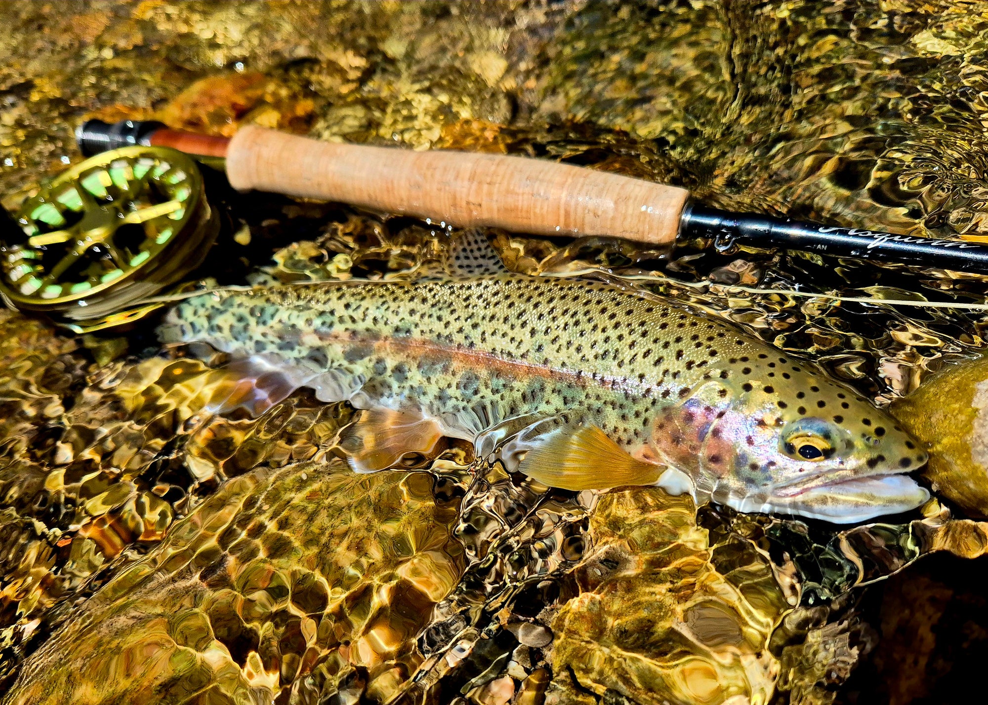 GLoomis Asquith World's best fly rod Australia
