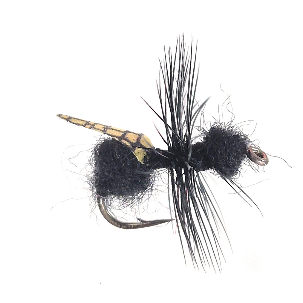 Realistic black ant Tasmania Australia