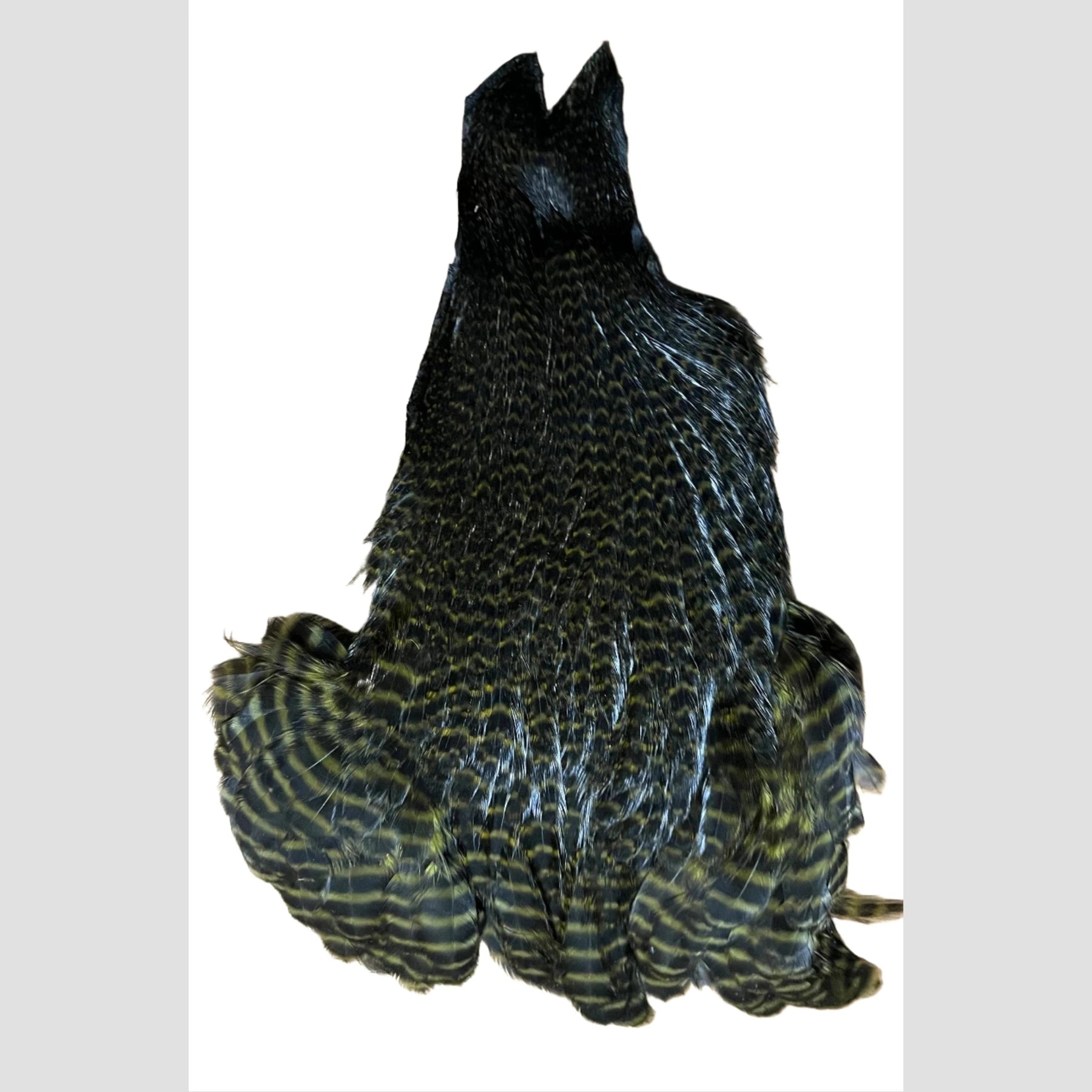 Ewing Hen  Cape Grizzly Olive australia nz
