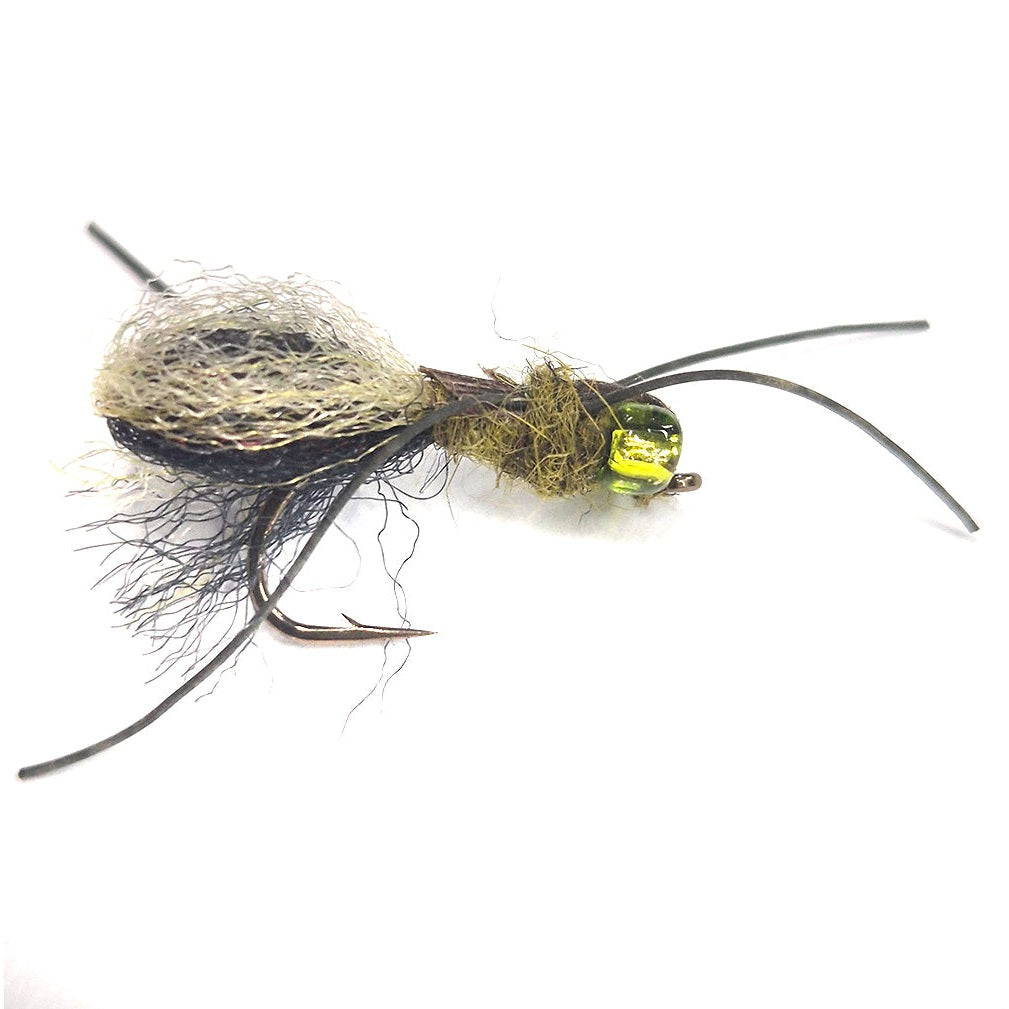 Spider mudeye fly Australia New Zealand