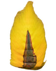 VENIARD BUCKTAIL YELLOW Australia NZ