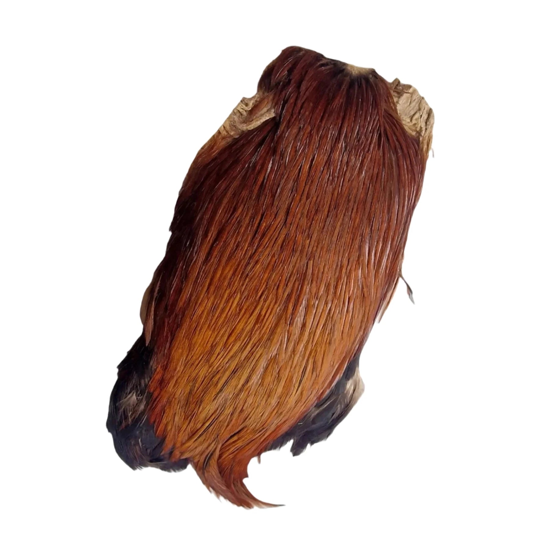 Indian Cock Cape - Veniard Ginger Australia NZ