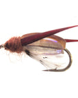Corixa (Water Boatman) X 6
