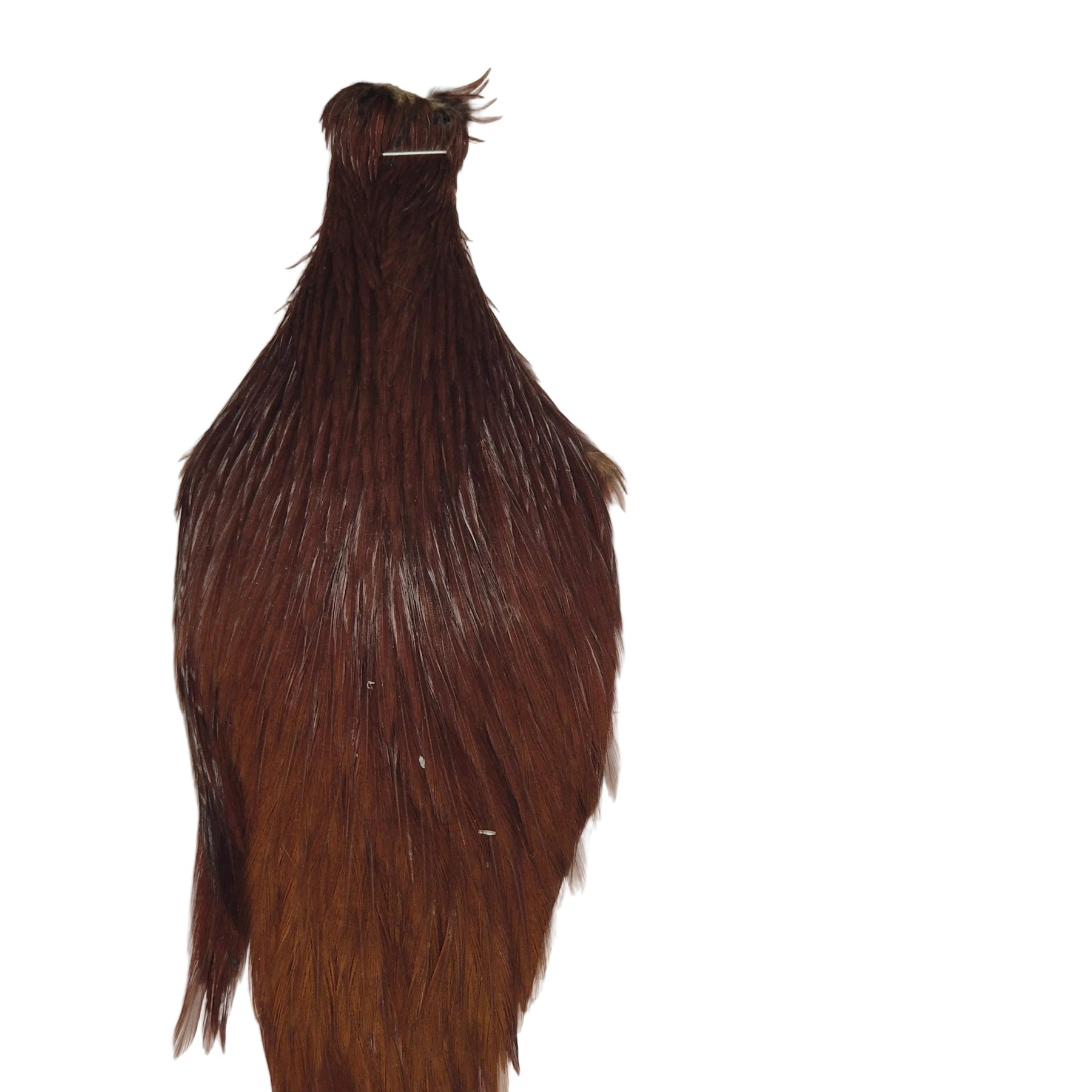 Brown neck hackle Australia NZ