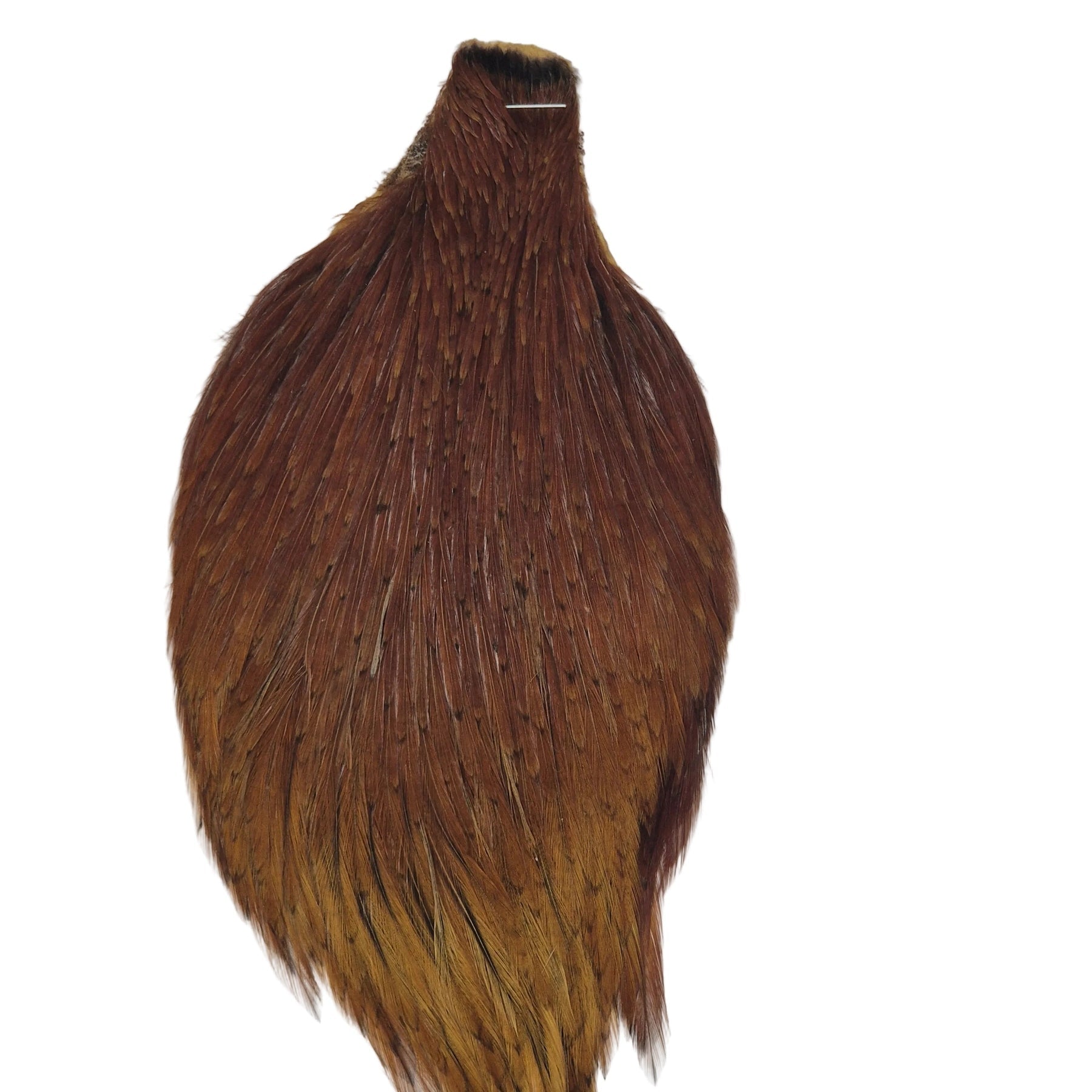 Ginger neck hackle Australia NZ