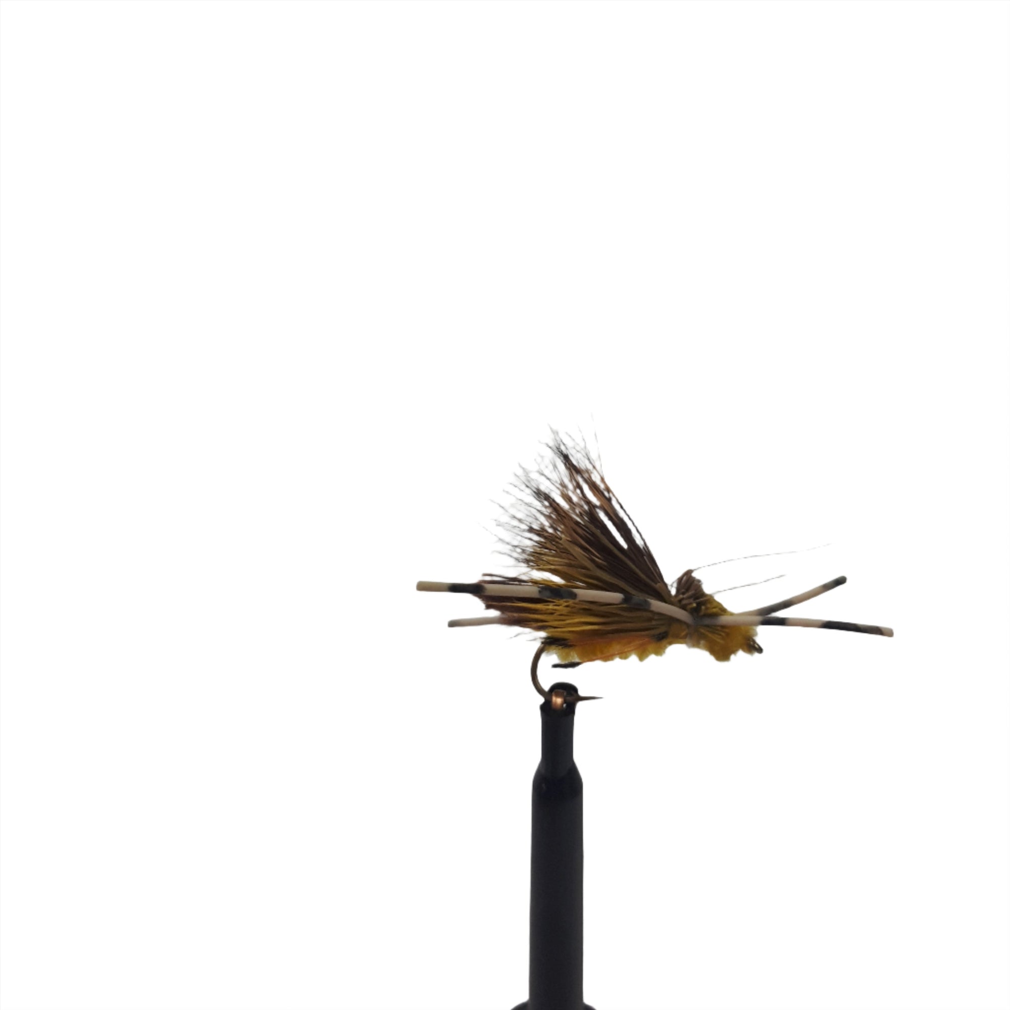 Miss Knobby X Hopper, Tasmania, australia