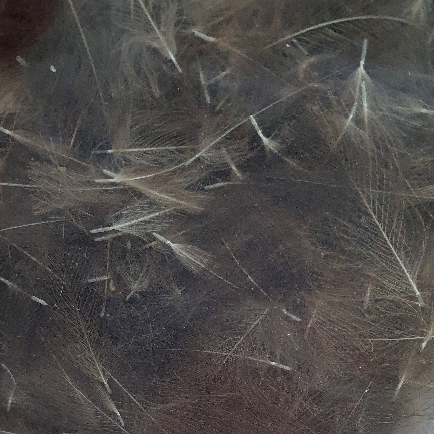 Marc Petitjean CDC Feathers 1 Gram Australia  beige natural