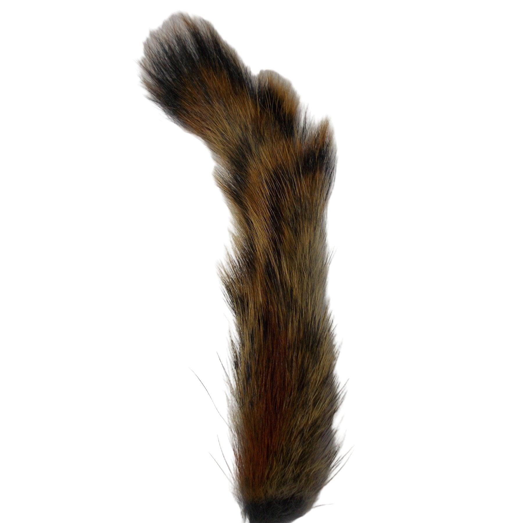 Squirrel Tail Natural Pine Australia
