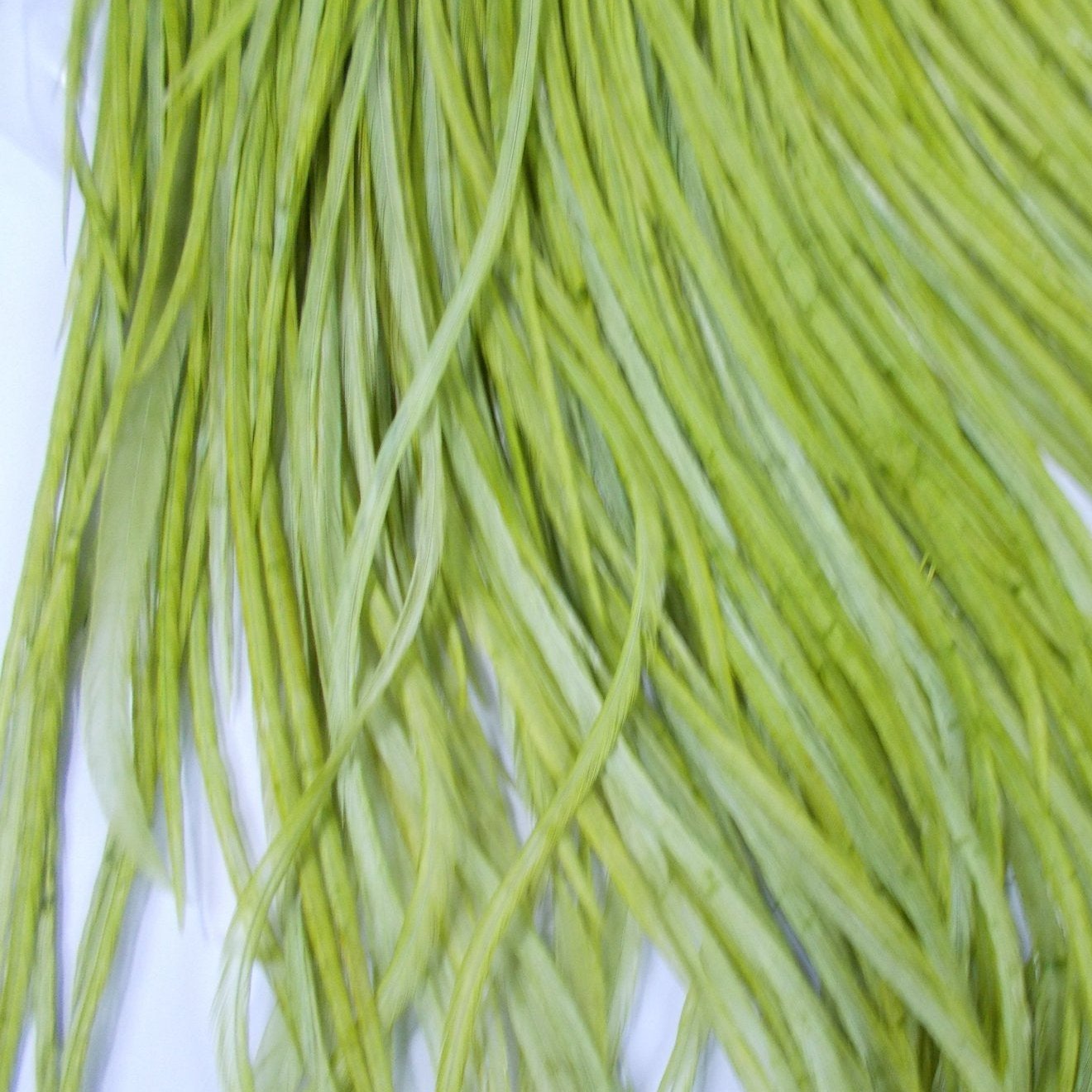 Whiting Pro Grade Dry Fly Saddle White Dyed Olive Australia 