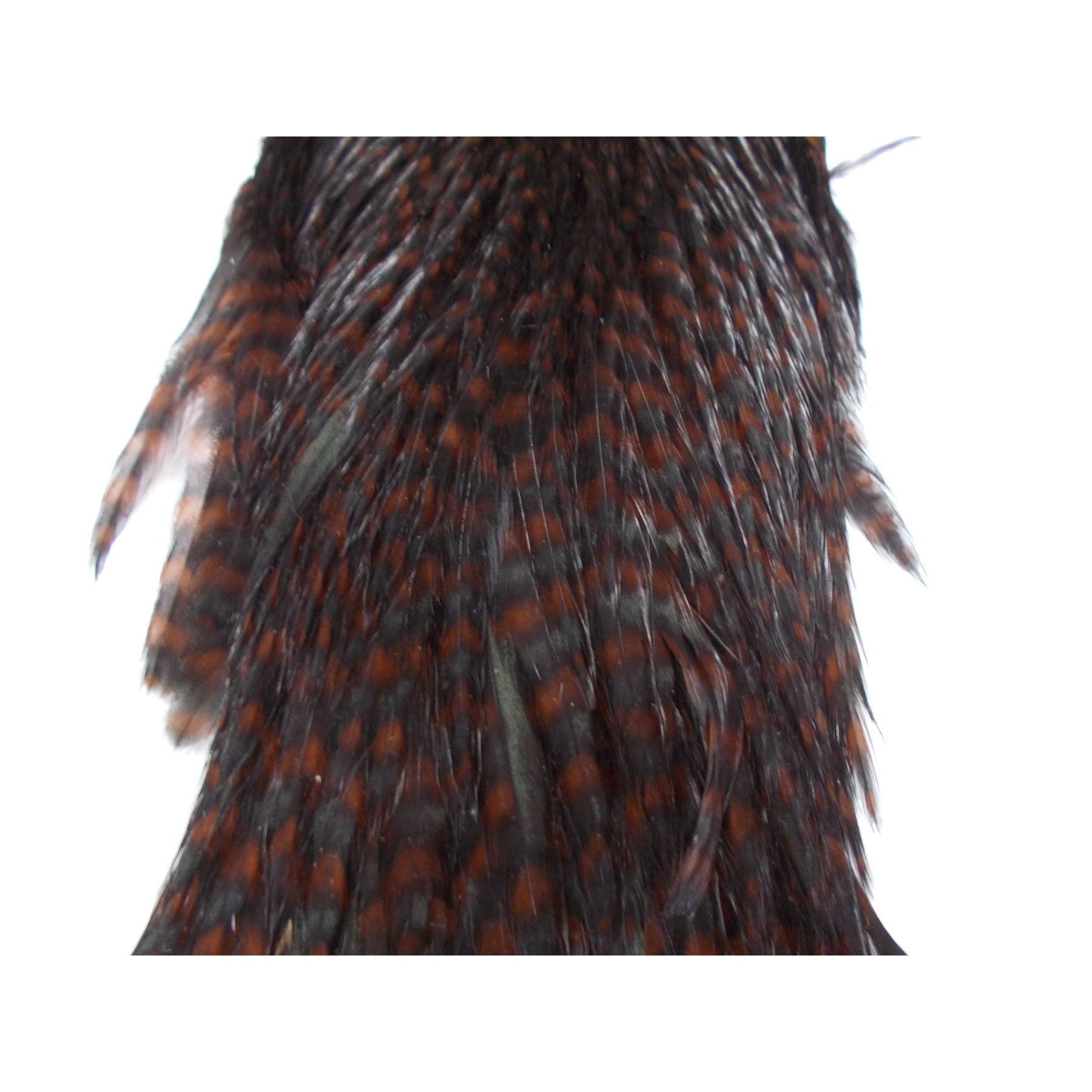 Whiting Hen Hackle Cape Grizzly coachman brown Australia 