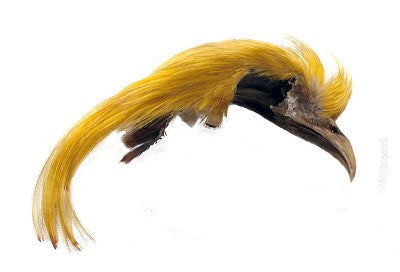 Veniard Golden Pheasant Topping Crest 1st Quality yellow Australia