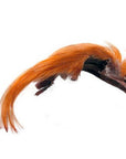 Veniard Golden Pheasant Topping Crest 1st Quality Orange Australia