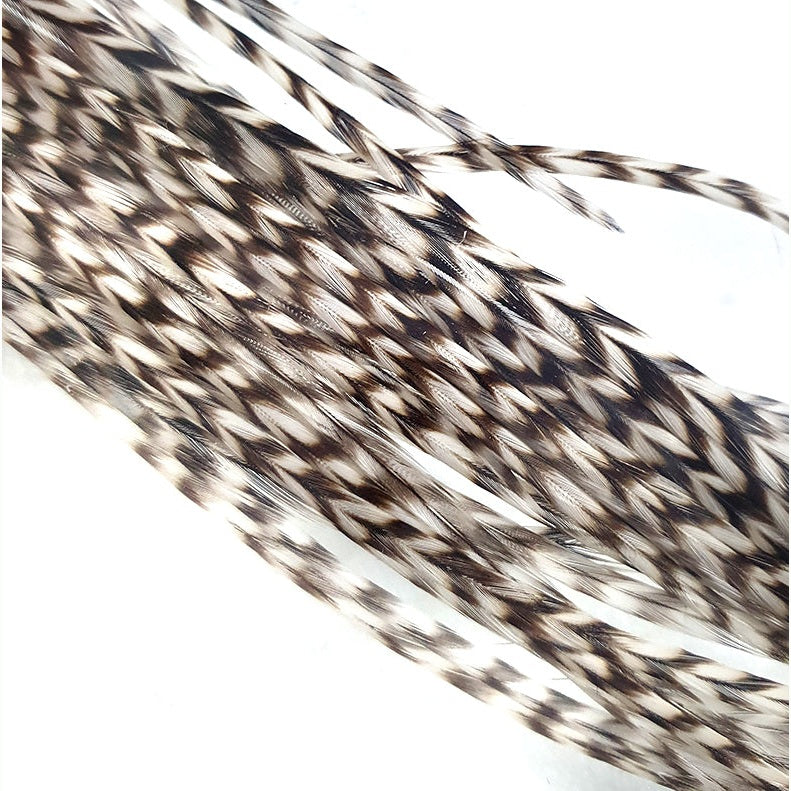 Saddle Grizzly Australia