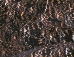 Grouse Body Plumage - Veniard Australia, NZ
