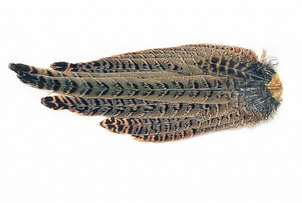 Hen Ringneck Pheasant Complete Tail - Veniard, Australia, NZ