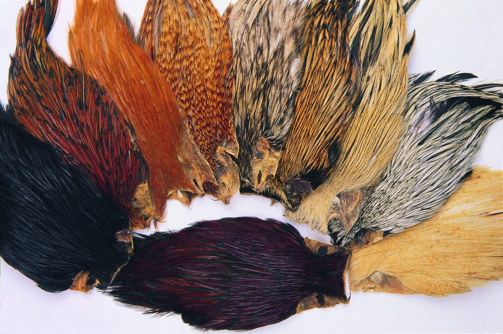 Indian Cock Cape Black - Veniard, Tasmania Australia
