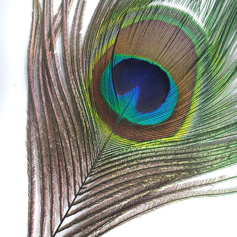 Peacock eyes herl Australia