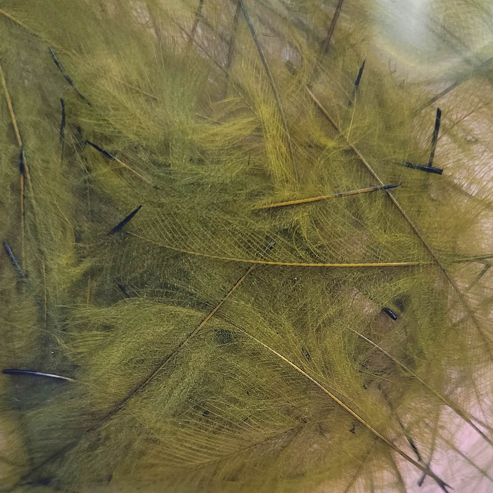 Petitjean CDC Olive 