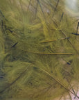 Petitjean CDC Olive 