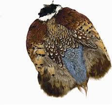 Ringneck Pheasant Skin - Wapsi Australia