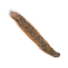 Squirrel Tail - Wapsi