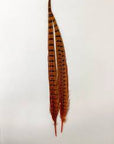 Ringneck tail twin pack - Wapsi