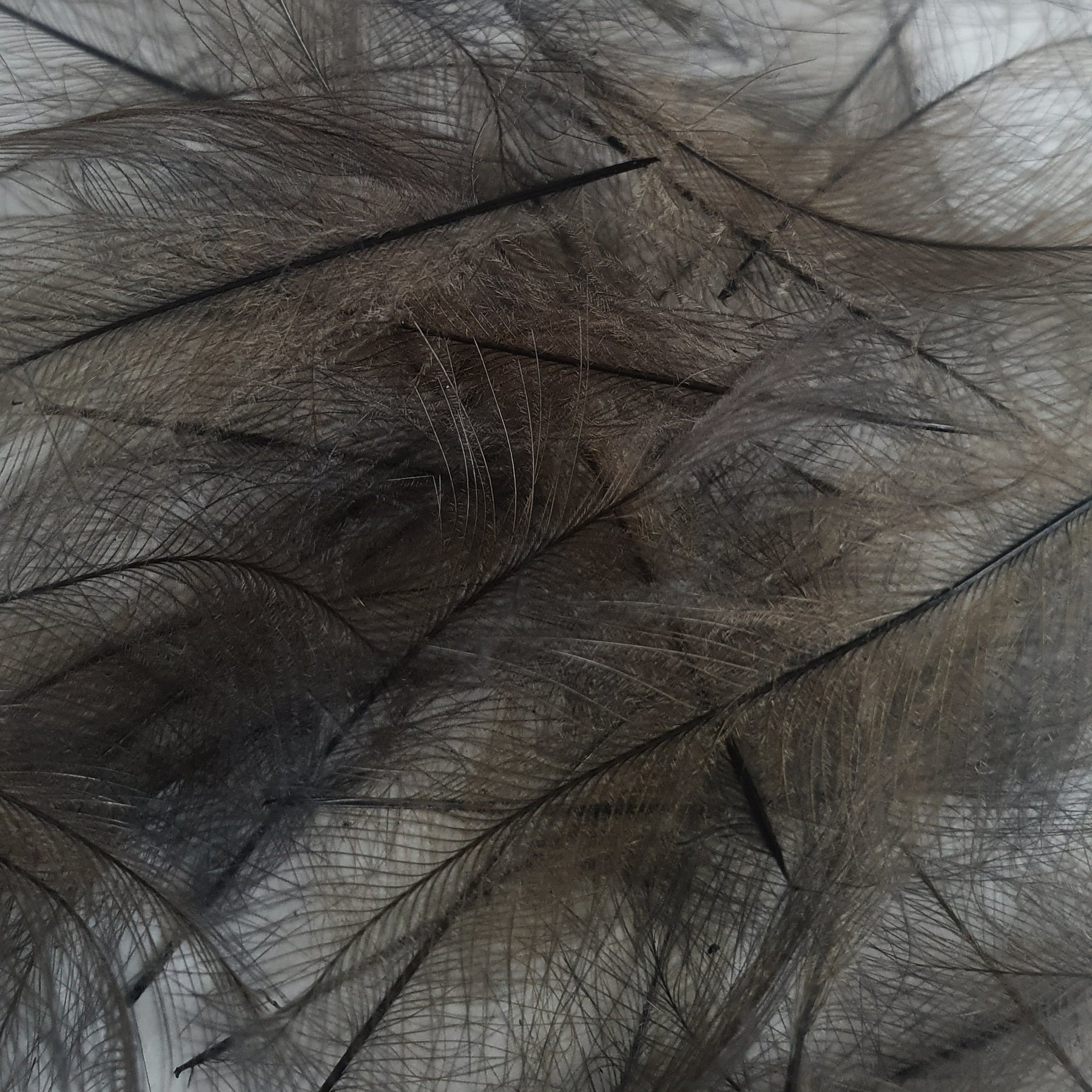 Marc Petitjean CDC Feathers 1 Gram Australia bistre