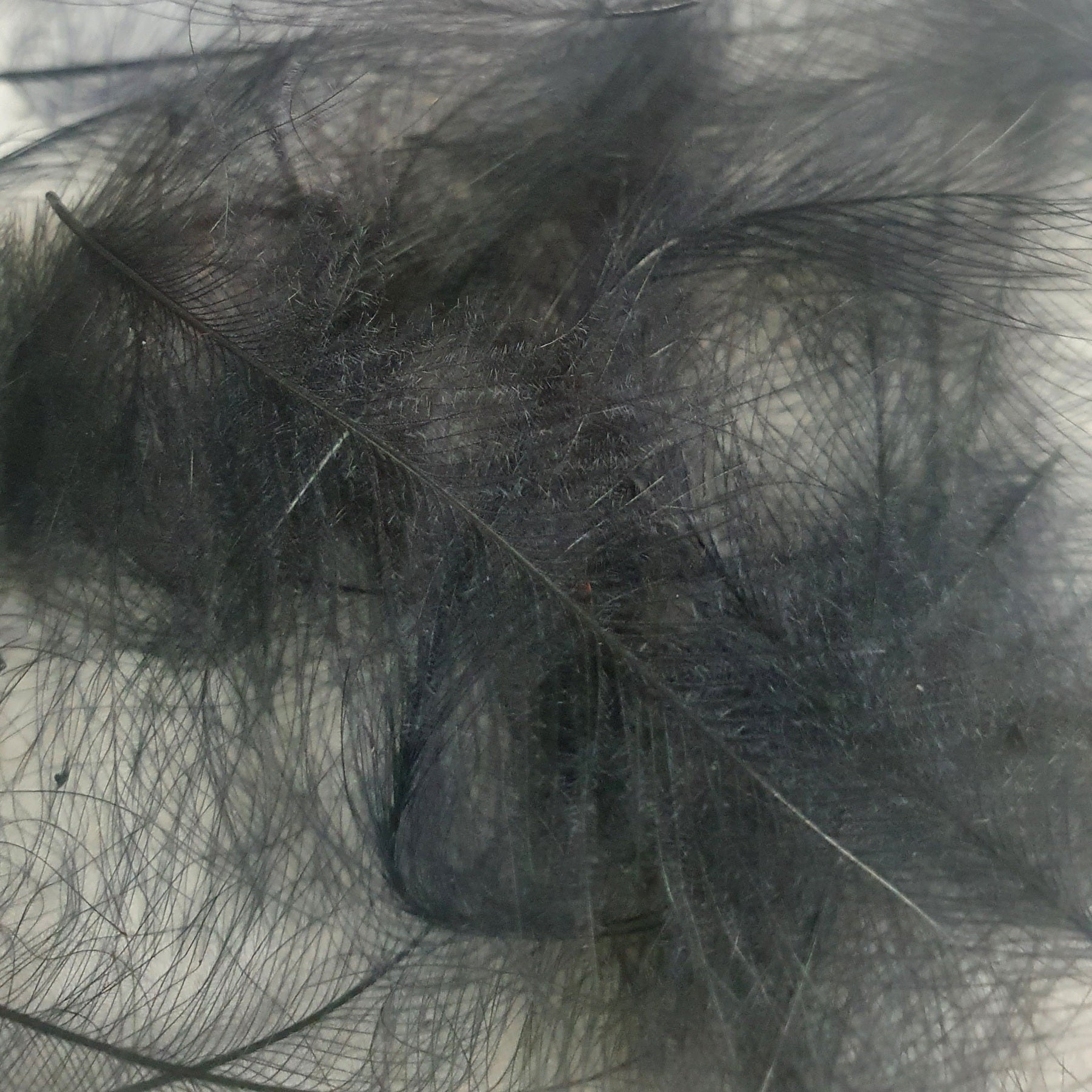 Marc Petitjean CDC Feathers 1 Gram Australia black