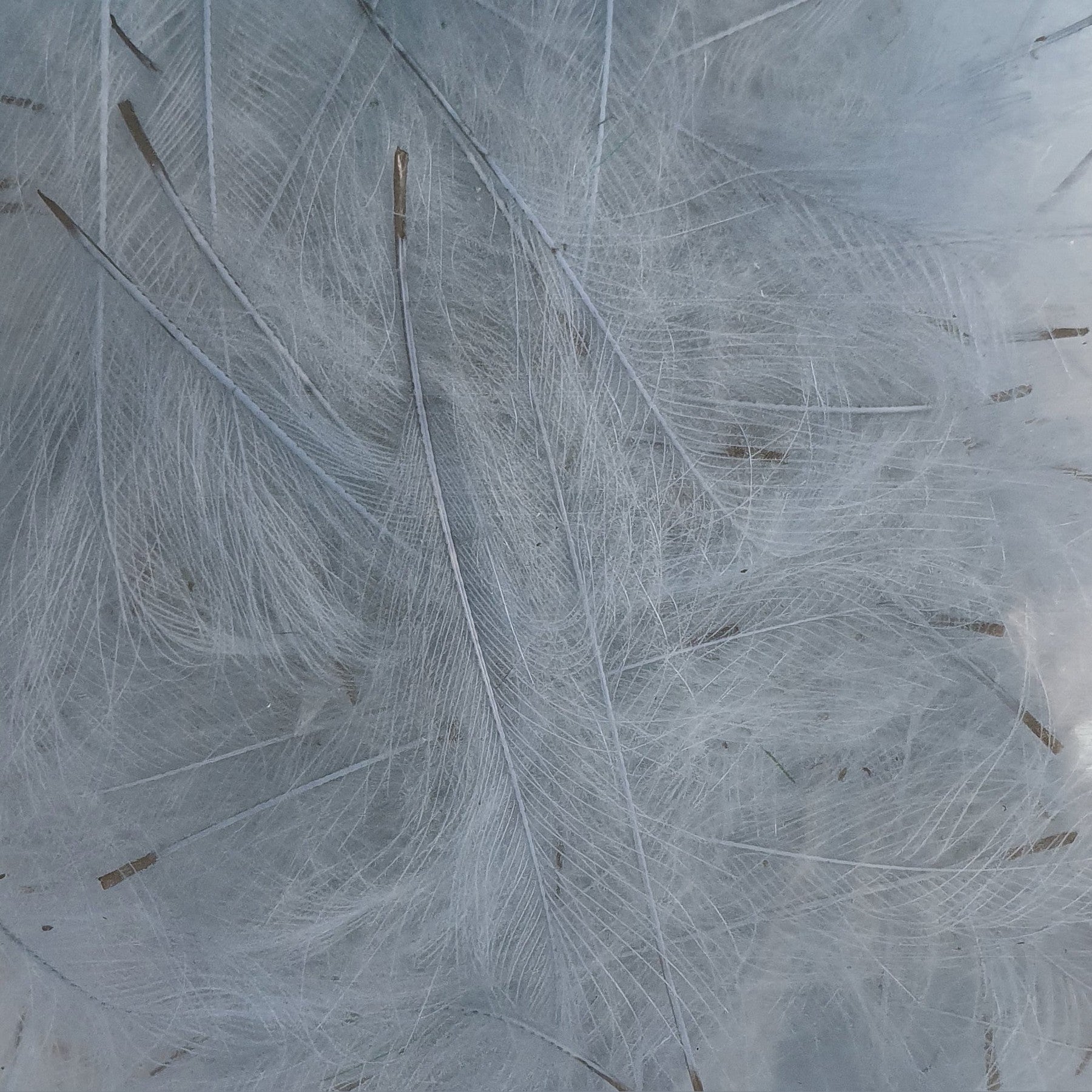 Petitjean CDC Feathers 1 Gram