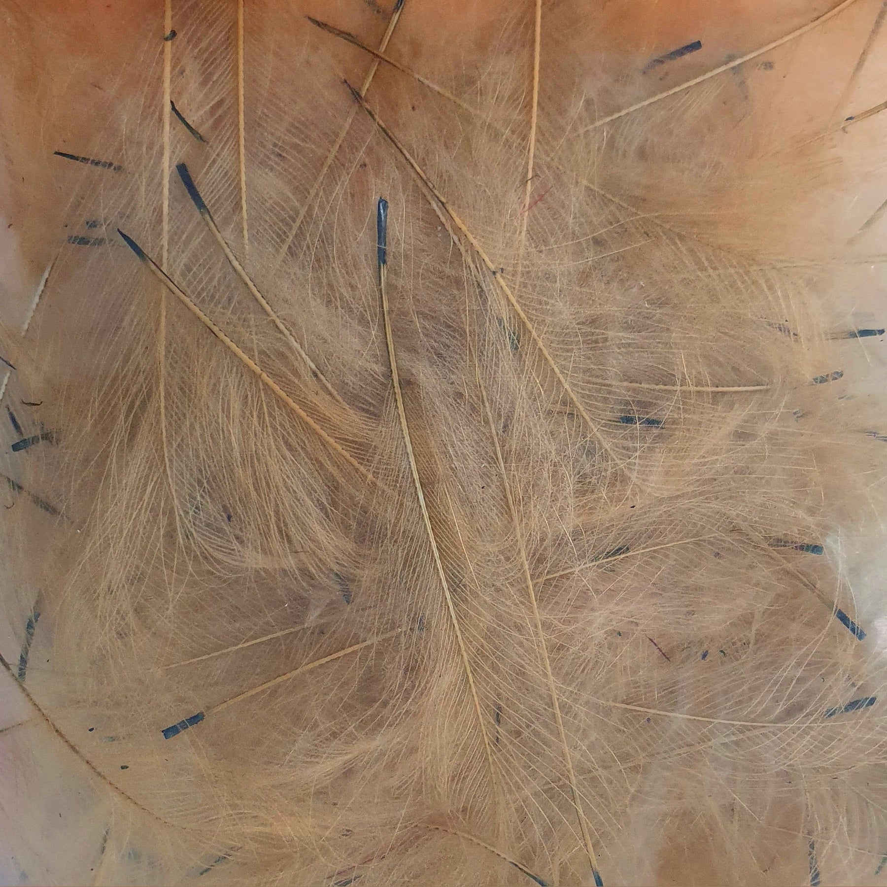 Marc Petitjean CDC Feathers 1 Gram Australia cream