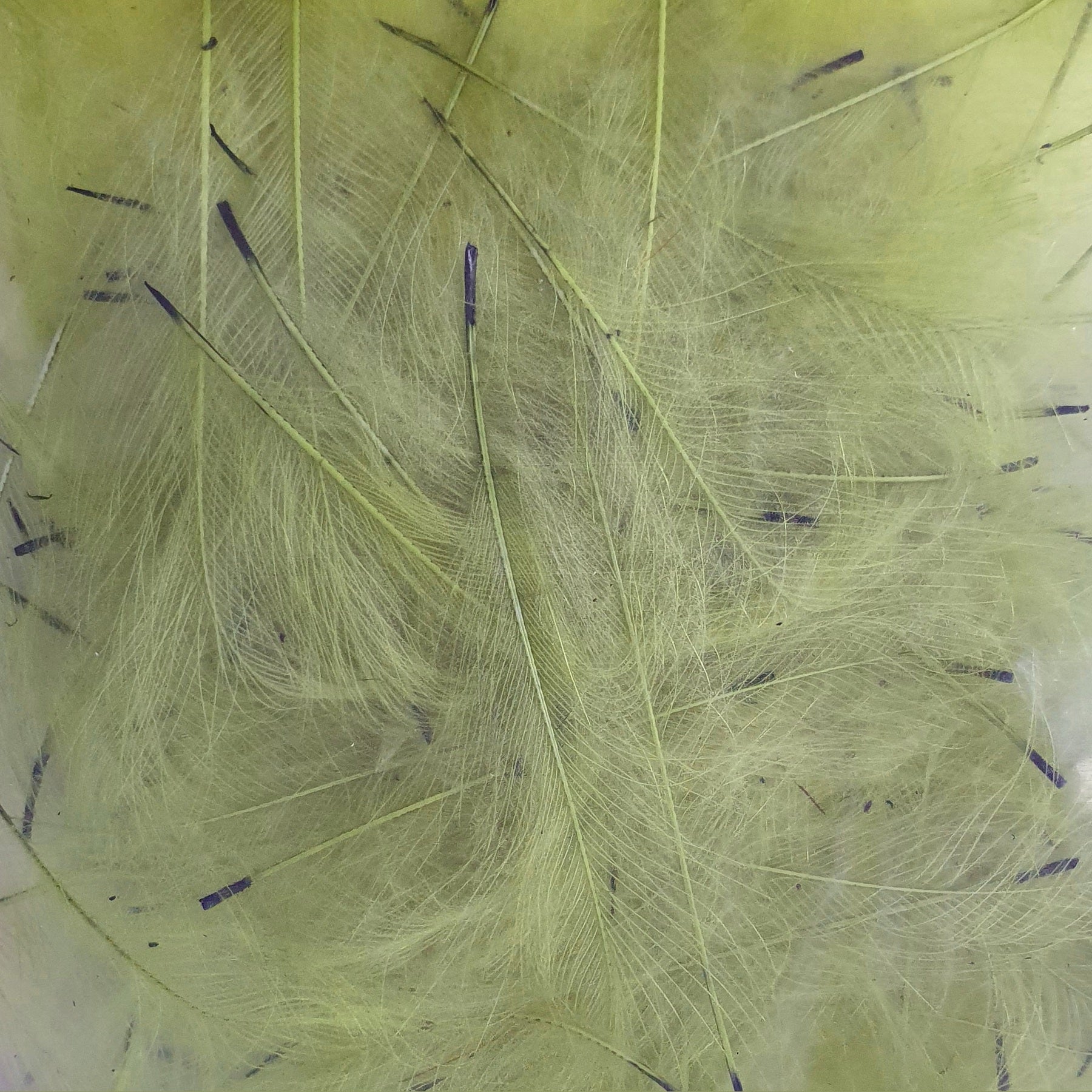 Petitjean CDC Feathers 1 Gram