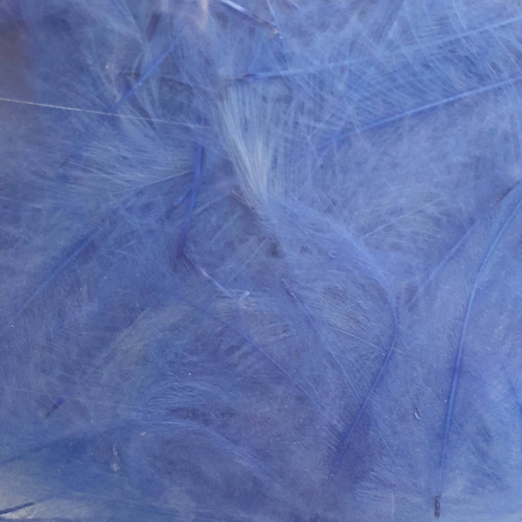 Marc Petitjean CDC Feathers 1 Gram Australia fluro blue