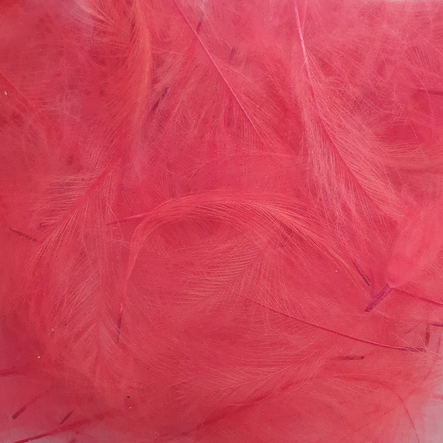 Marc Petitjean CDC Feathers 1 Gram Australia floro red