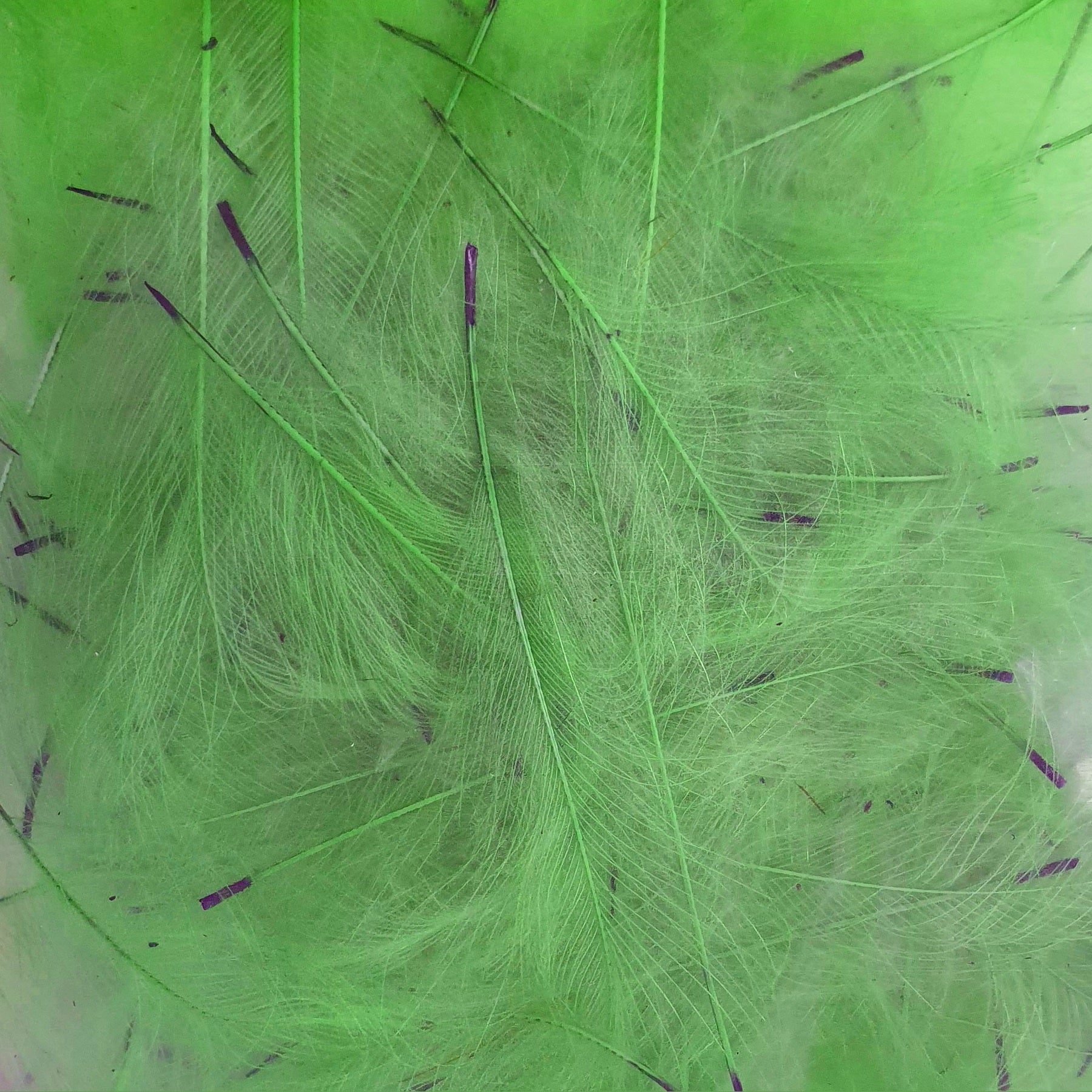 Marc Petitjean CDC Feathers 1 Gram Australia fluro green 